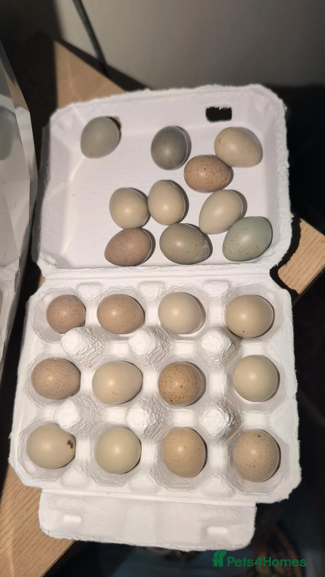 Quail poultry for sale: Chinese painted quail/ button quail  - Advert 7