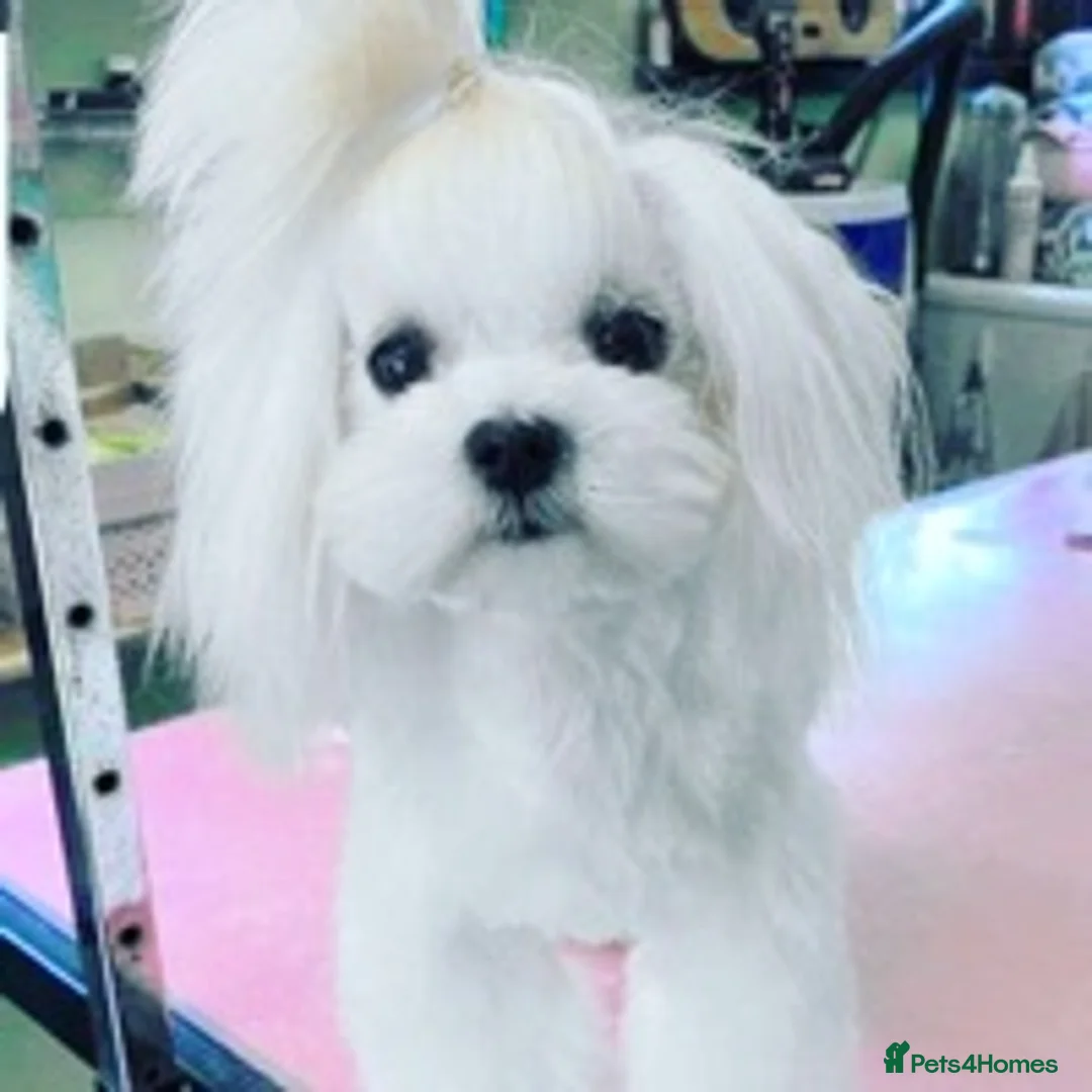 Maltese dogs for stud: STUNNING 💎DIAMOND💎 OPEN AT STUD HEALTH TESTED in Grays - Advert 12