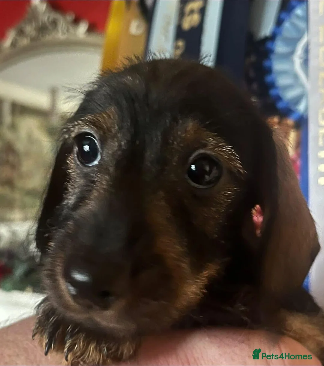 Miniature Dachshund dogs for sale: Show miniature Wirehaired puppies in Worcester - Advert 2