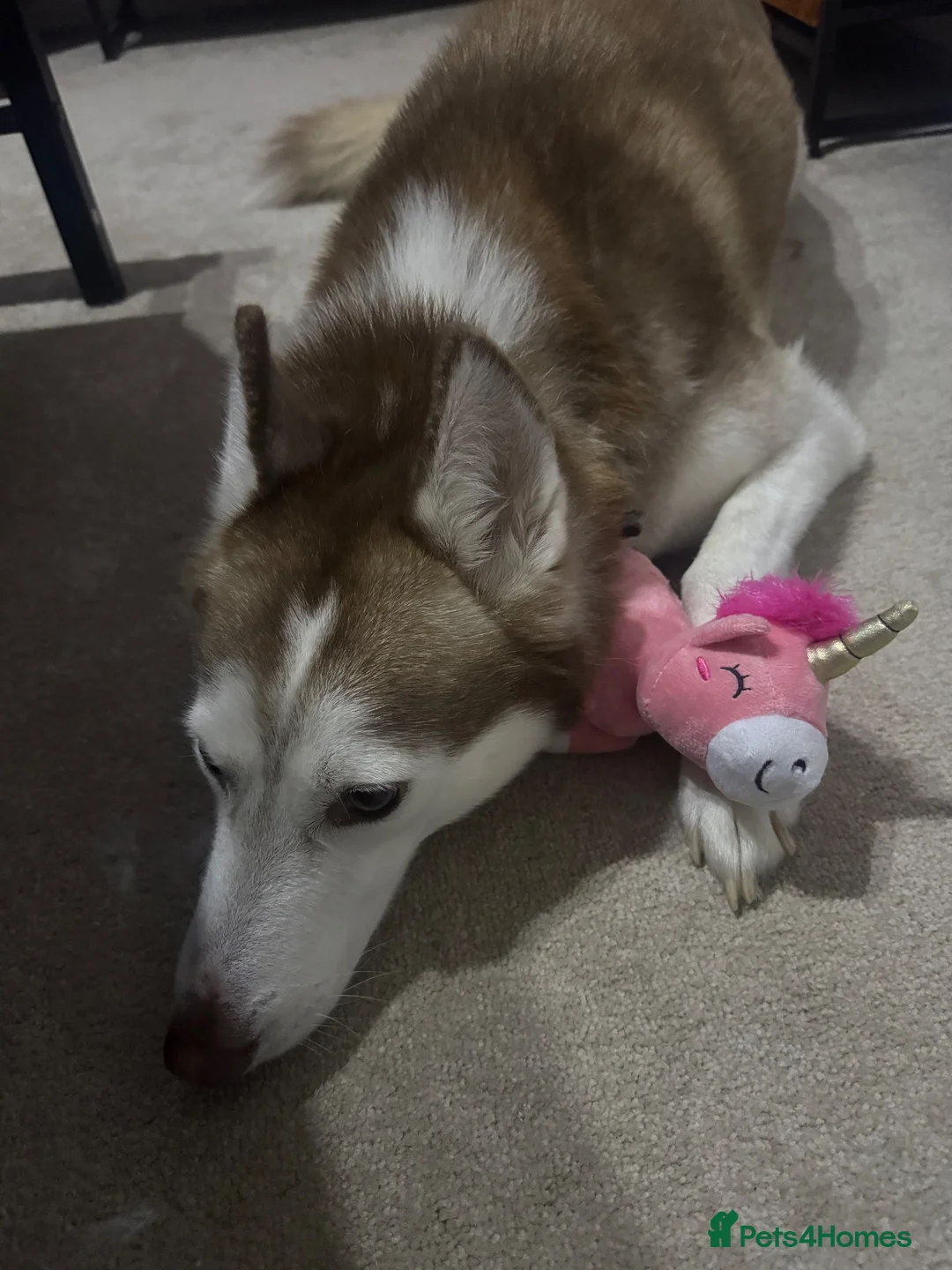 Siberian Husky dogs for sale: 5 Year Old Female Husky - Advert 2