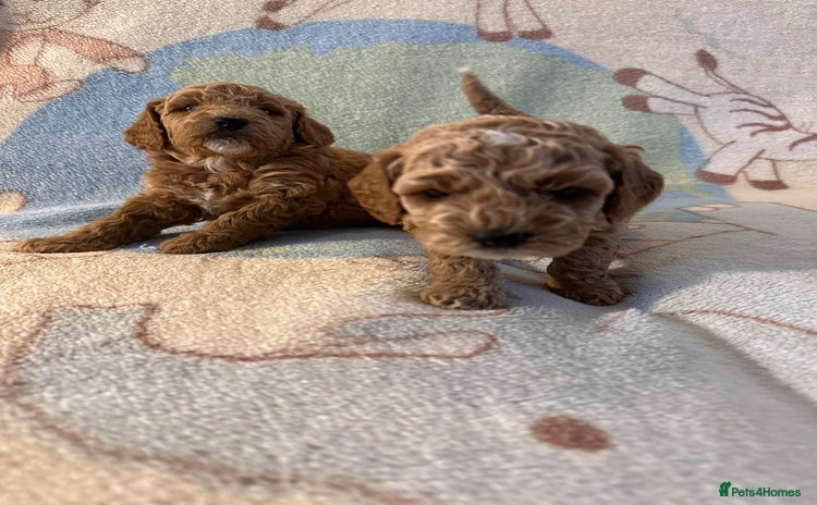 Miniature Poodle dogs KC registered Miniature Poodles  - Advert 3