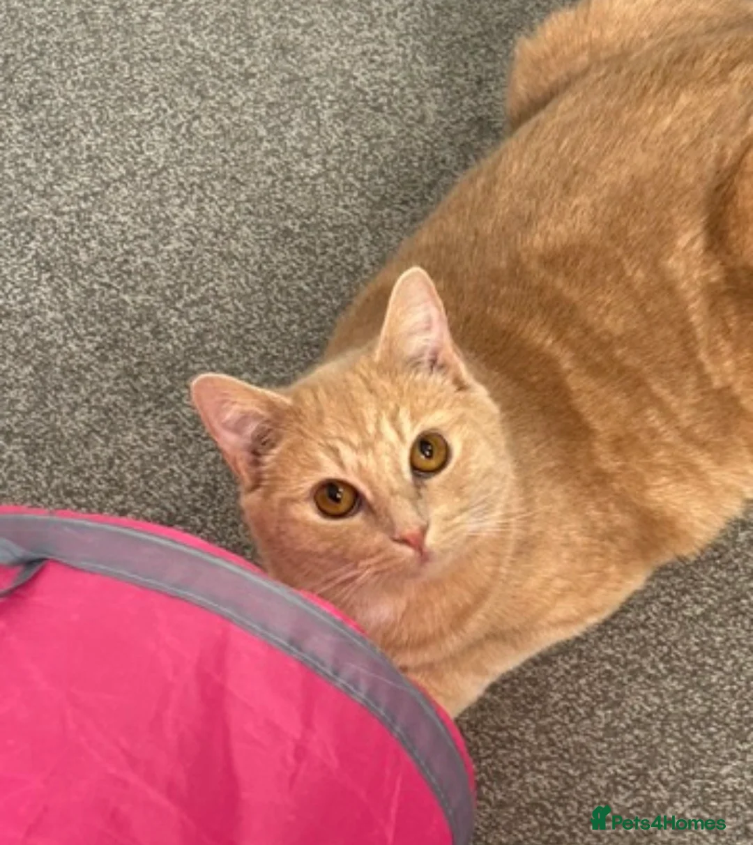 Mixed Breed cats for sale: Very sweet neutered boy cat - Advert 2