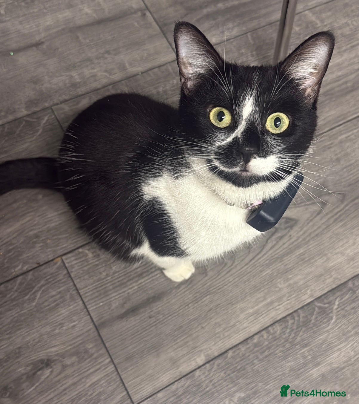 Mixed Breed cats One boy one girl kitten  - Advert 3