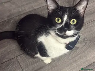 Mixed Breed cats One boy one girl kitten - Advert 3