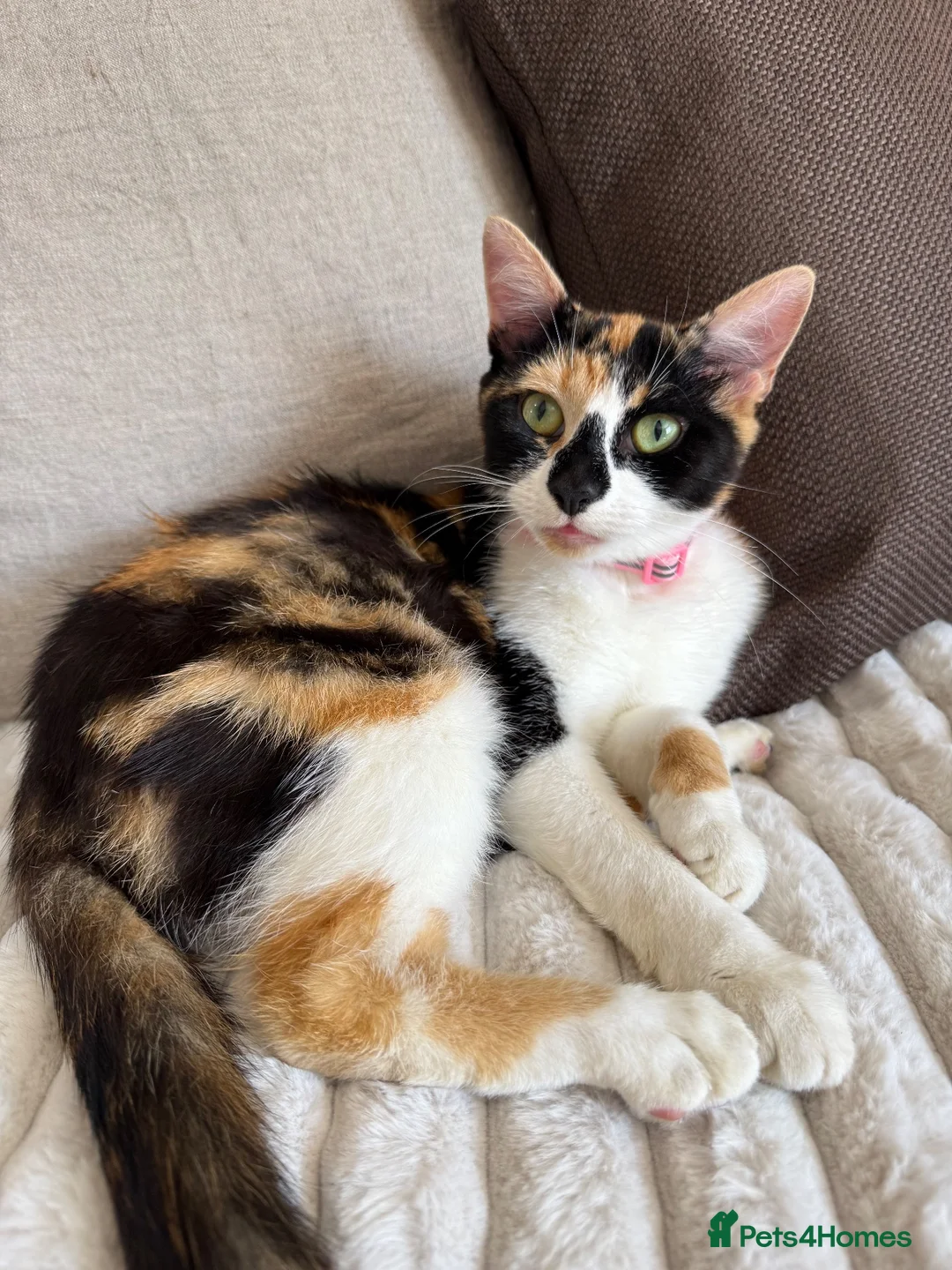 Mixed Breed cats for sale: Re homing  - Advert 3