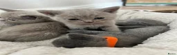 British Shorthair cats for sale: Stunning British shorthair kittens  in Birmingham - Advert 7