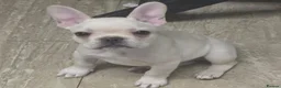 French Bulldog dogs for sale: French bulldog puppies  - Advert 2
