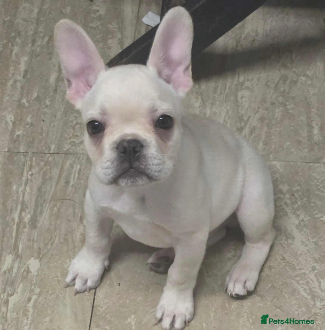 French Bulldog dogs for sale: French bulldog puppies  - Advert 2