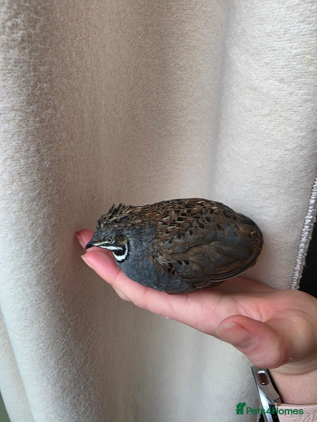 Quail poultry for sale: Male button quail - Advert 1