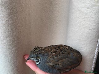 Quail poultry Male button quail - Advert 1