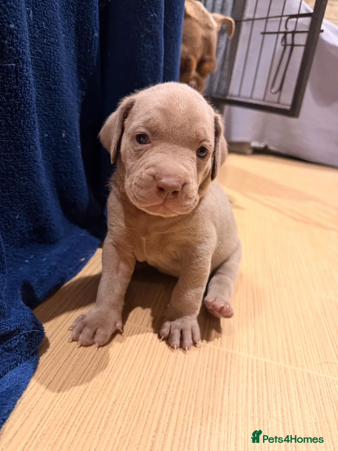 Mixed Breed dogs for sale: Beautiful Bullmaraner Puppies x 5  - Advert 1