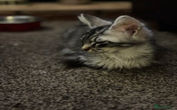 Maine Coon cats for sale: Female Mainecoon for sale PLEASE READ - Image 3