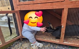 Rex rabbits for sale: 2 rex rabbits one femal and one male  - Image 1