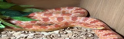 Corn Snake reptiles for sale: Corn snake full set up - Advert 1