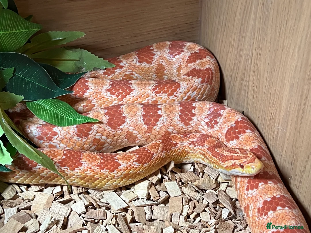 Corn Snake reptiles for sale: Corn snake full set up - Advert 1