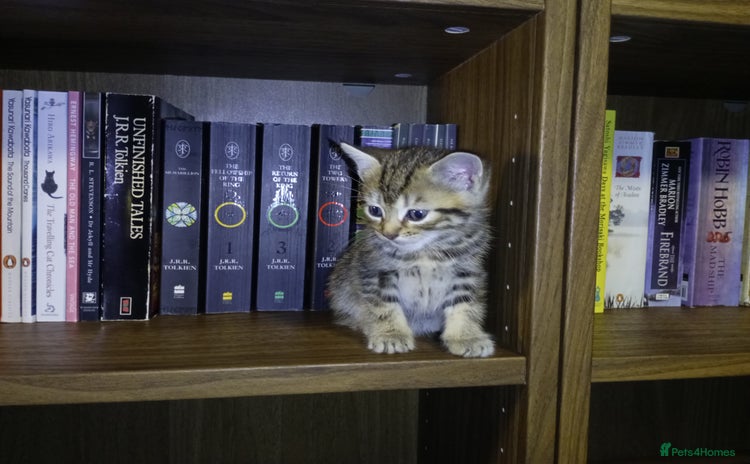 Domestic Shorthair cats - Advert 1