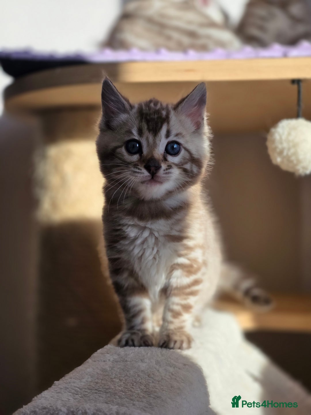 Bengal cats for sale: ❄️ Gorgeous Snow and Charcoal Bengals ❄️  - Advert 31