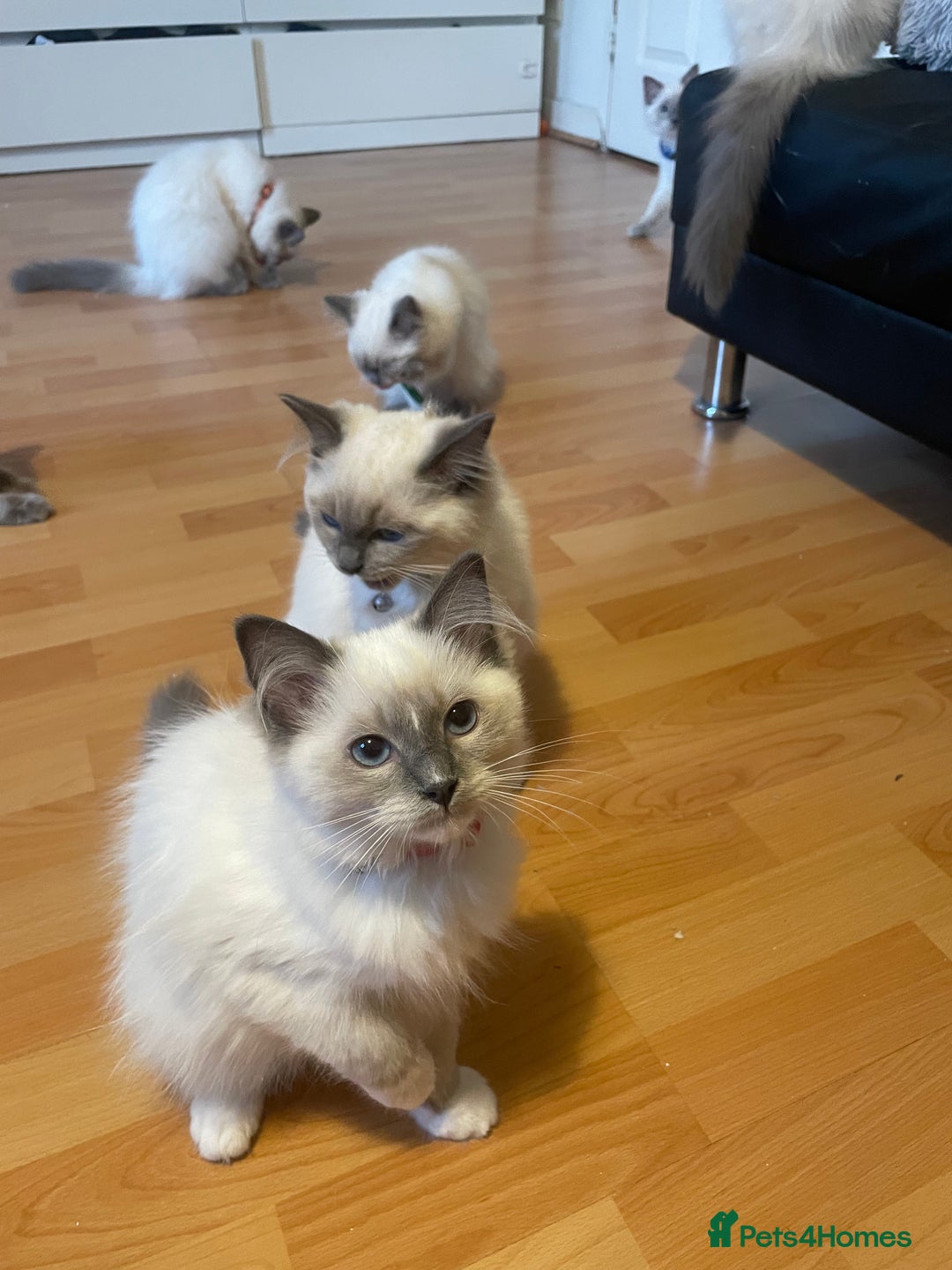 Ragdoll cats for sale:  Ragdoll kittens  - Image 18