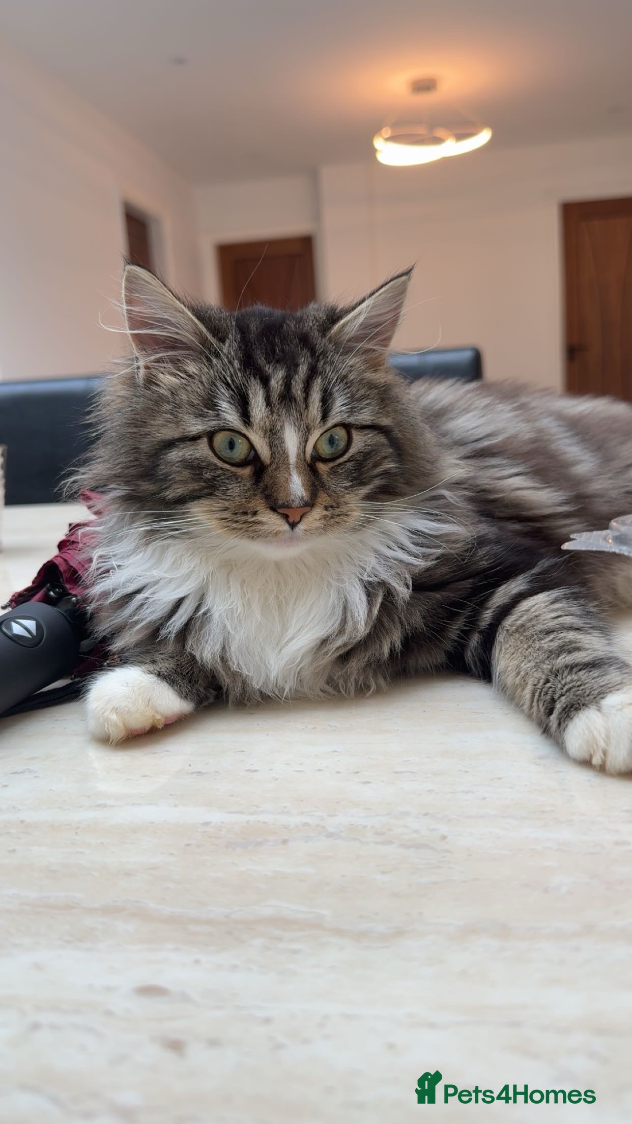 Mixed Breed cats Ragdoll and Russian blue kittens  - Advert 4