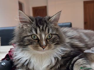 Mixed Breed cats Ragdoll and Russian blue kittens - Advert 4