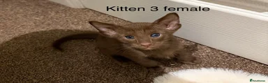 Oriental 3 female 
