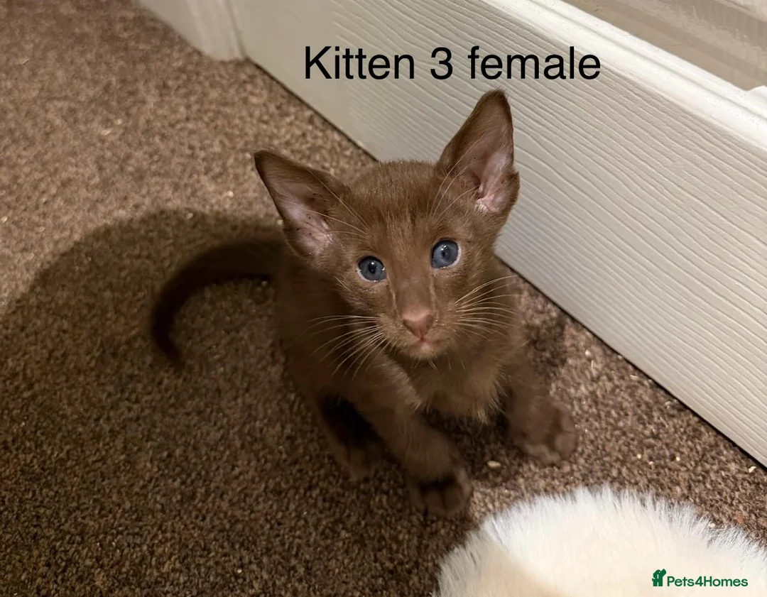 Oriental cats for sale: GCCF Oriental Kittens  in Stratford-upon-Avon - Advert 8