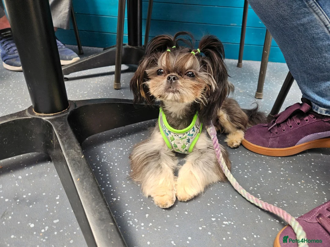 Shih Tzu dogs for stud: Stunning imperial Shih tzu for stud - Advert 2