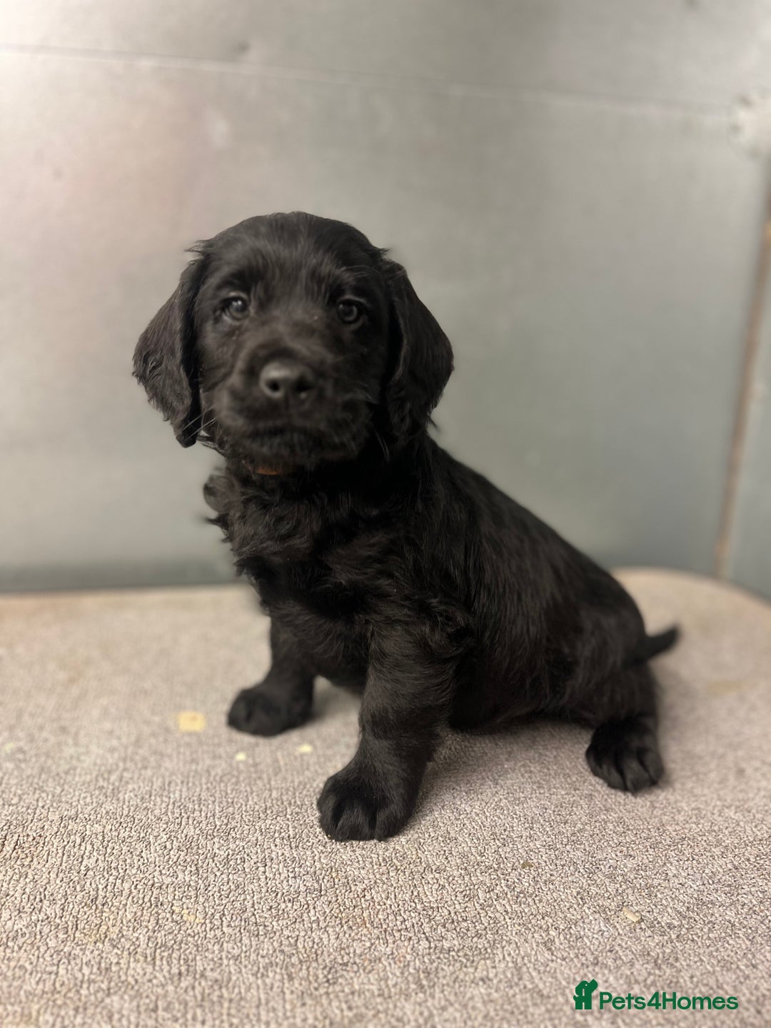 Miniature Poodle dogs for stud: Blue Merle, Chocolate carrier, Miniature stud in Newcastle - Advert 16