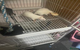 Rat rodents for sale: Heidi and Pheobe (with cage) - Image 11