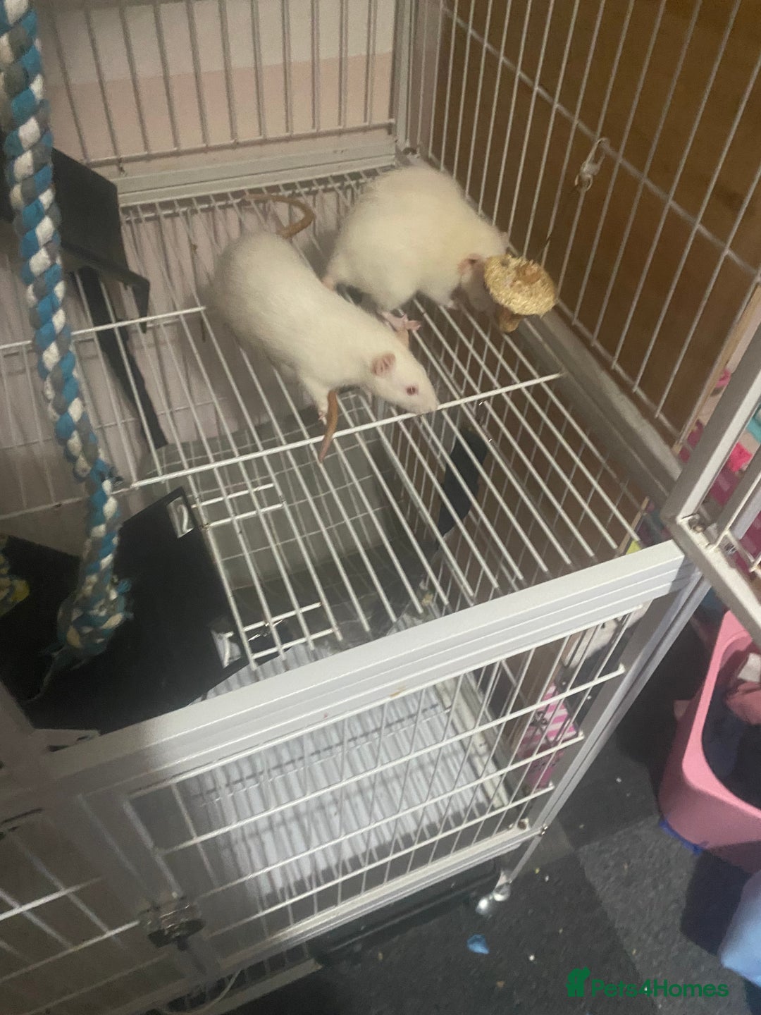 Rat rodents for sale: Heidi and Pheobe (with cage) - Image 11