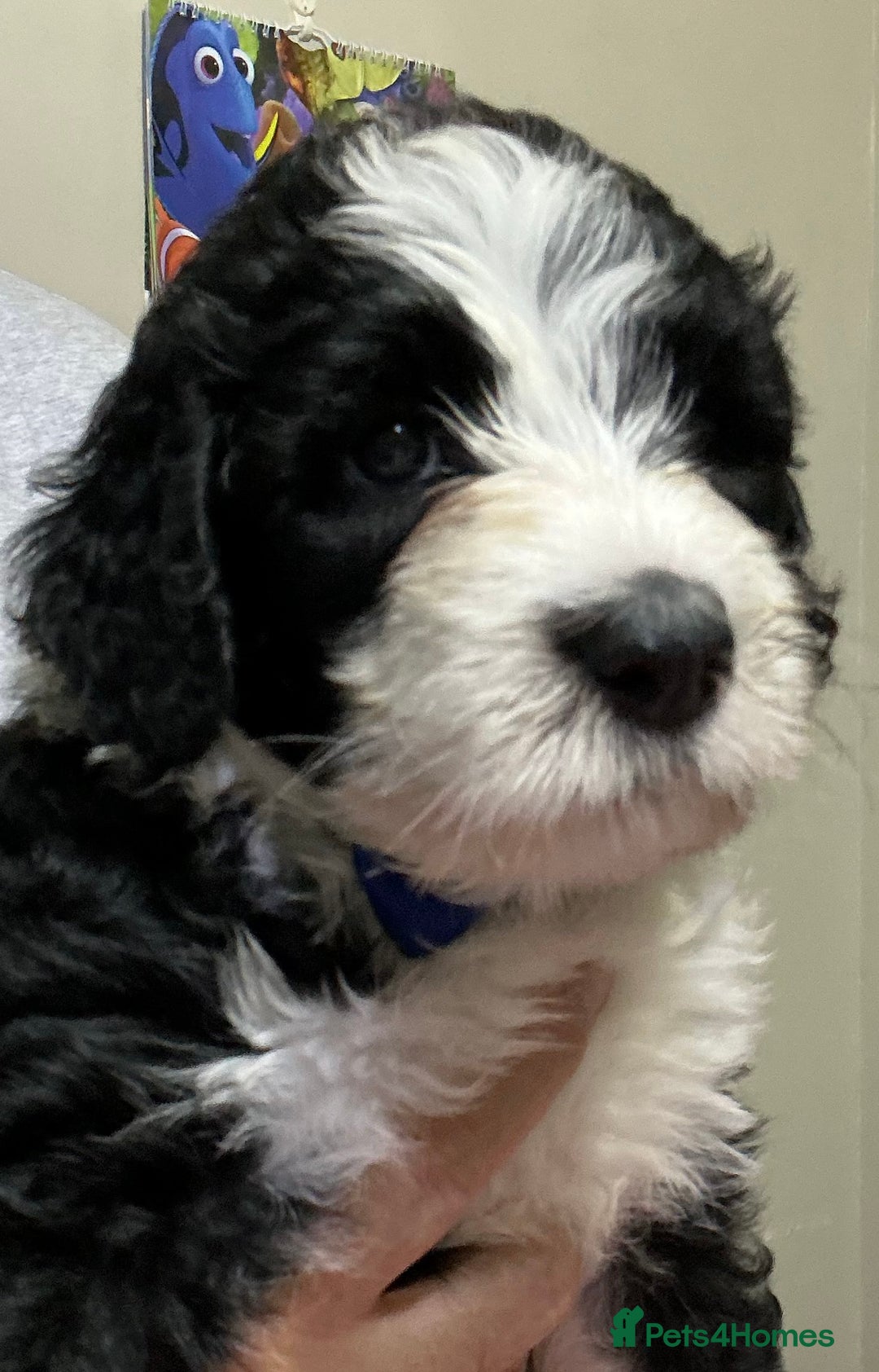 Sheepadoodle dogs for sale: Stunning Sheepadoodle puppies - Image 25