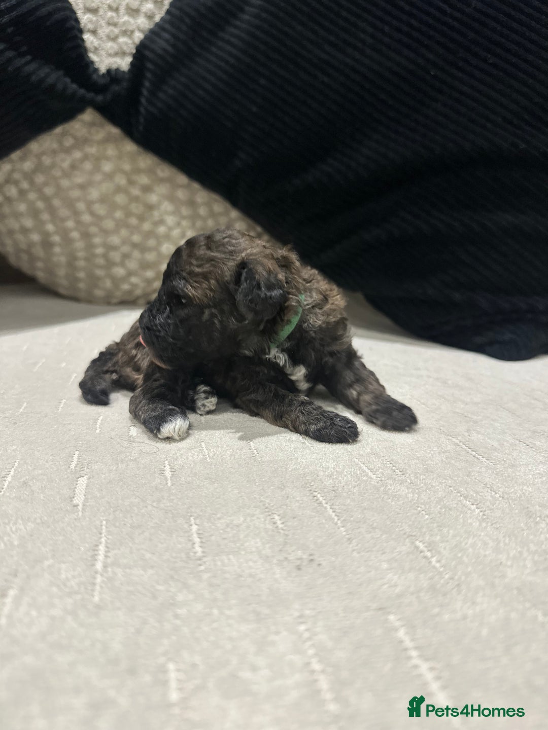 Toy Poodle dogs for sale: Kc Tiny toy poodles DNA 🧬 clear  - Advert 14