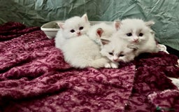 Ragdoll cats for sale: Gorgeous Litter of ragdolls ready 10/10/25 - Image 19