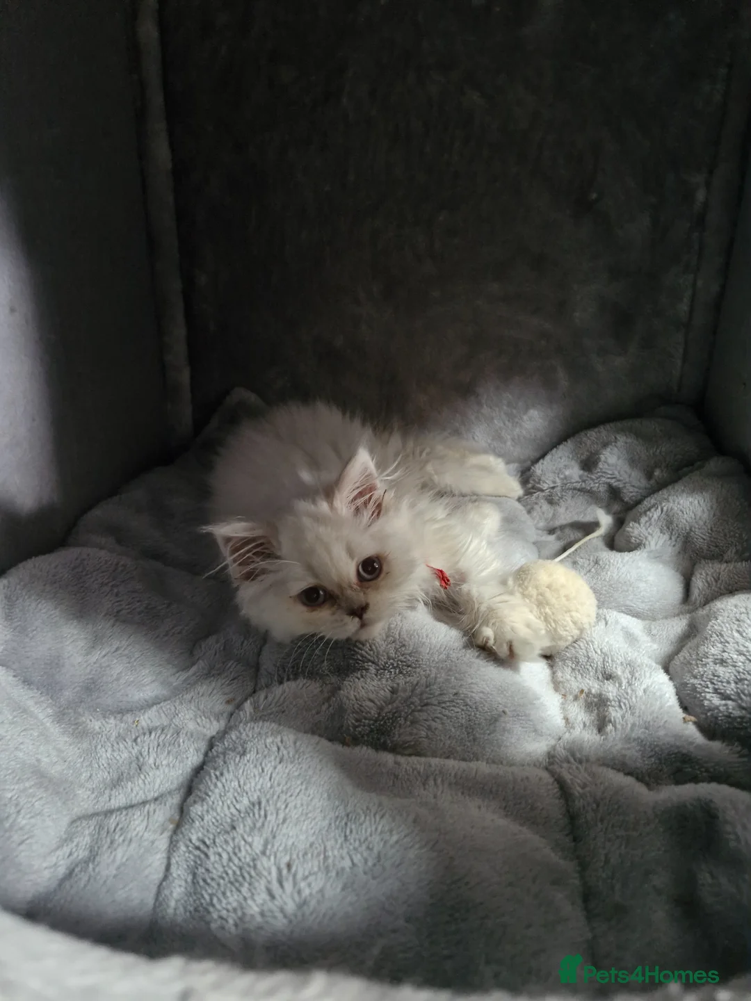 British Longhair cats for sale: British long hair  - Advert 4