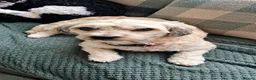 Chipoo dogs for sale: Beautiful Chizoodle Puppies Ready for Loving Homes in Stoke-on-Trent - Advert 1