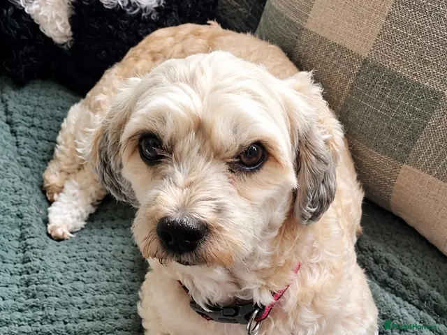 Chipoo dogs for sale: Beautiful Chizoodle Puppies Ready for Loving Homes - Advert 1