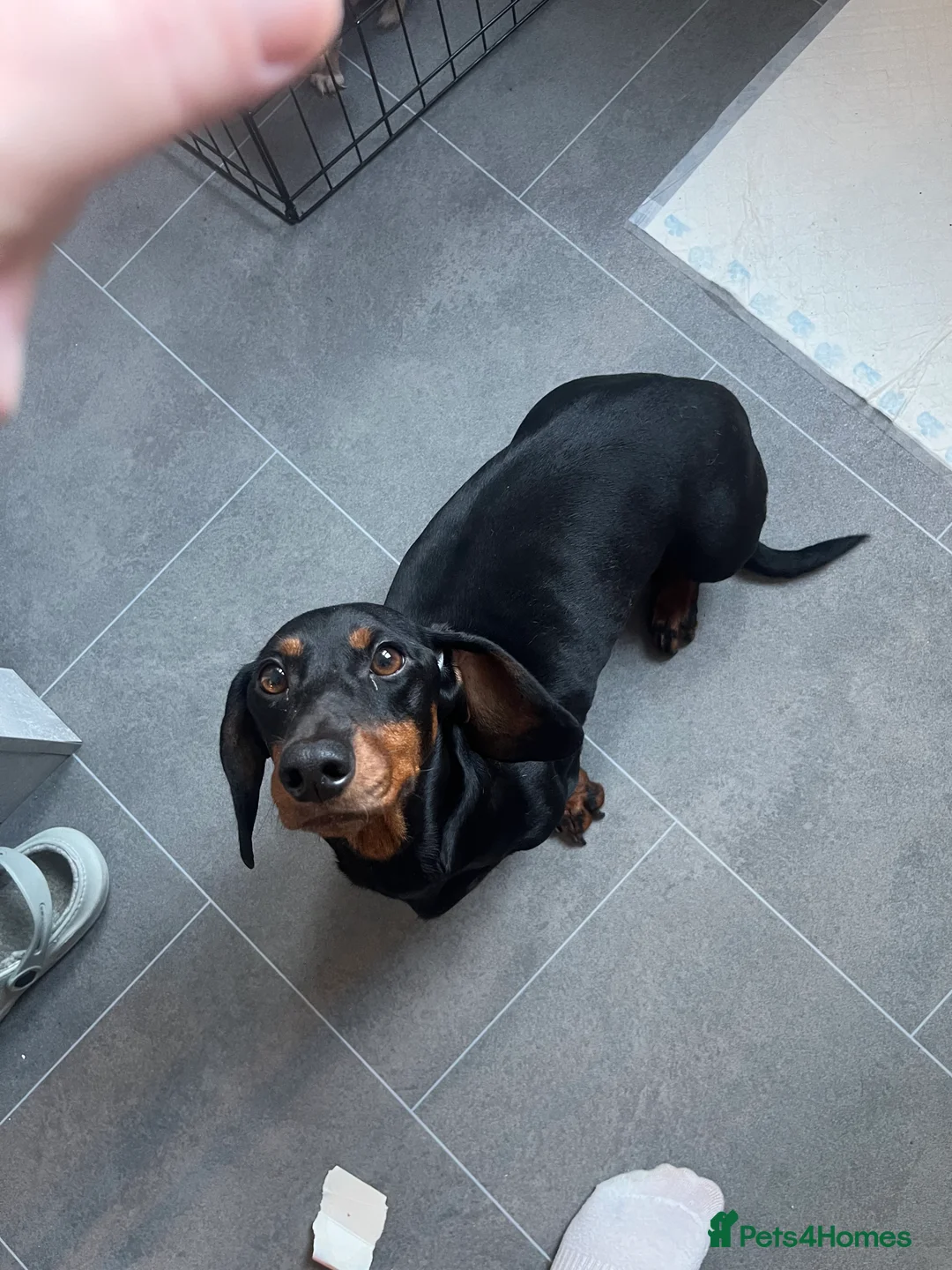 Dachshund dogs for sale: Female dachund puppies  - Advert 2