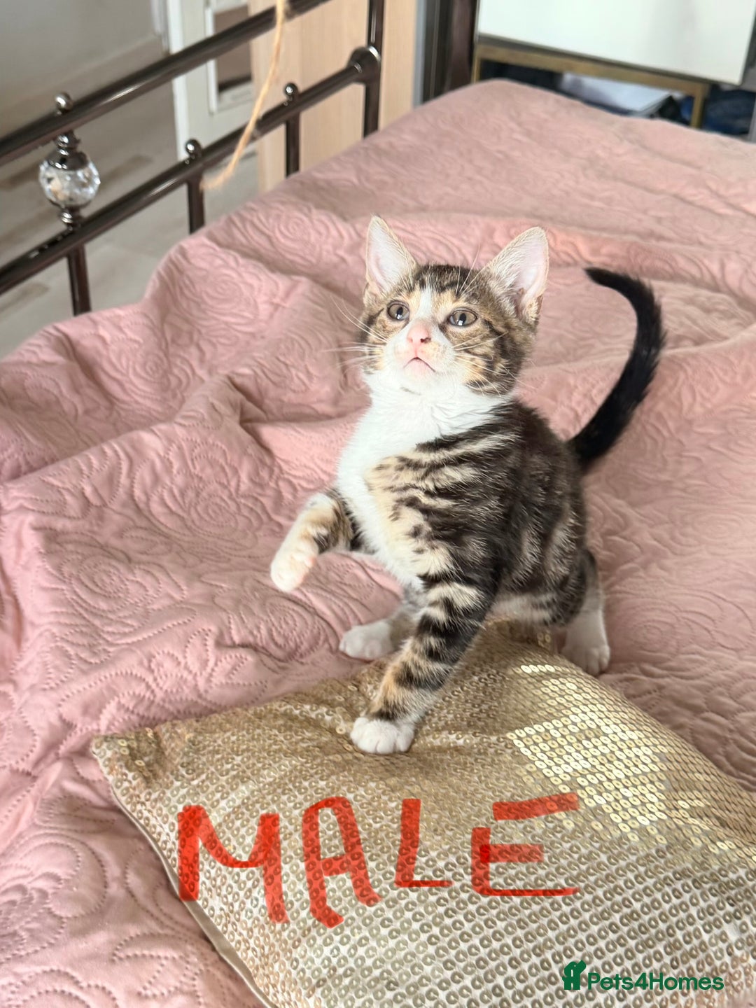 British Shorthair cats for sale: Purr-fect  **  Kittens Ready for new home - Advert 9