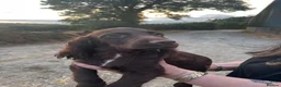 Sprocker dogs for sale: 5 beautiful sprocker puppies ready to collect  in South Molton - Advert 5