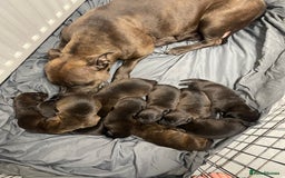Mixed Breed dogs for sale: Staffy X Rottweiler puppies for sale - Image 17