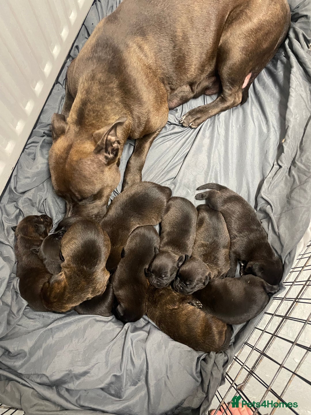 Mixed Breed dogs for sale: Staffy X Rottweiler puppies for sale - Image 17