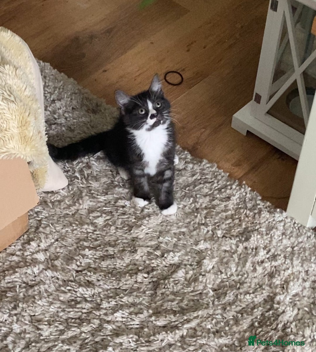 Mixed Breed cats for sale: Two cute black kittens  - Image 1
