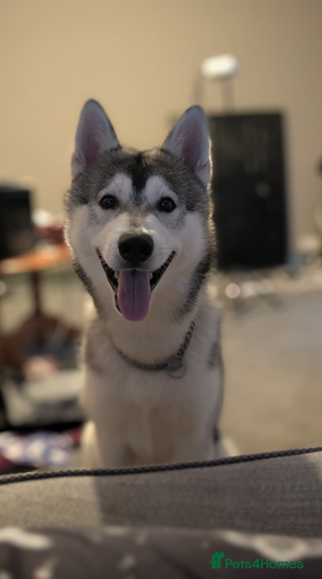 Utonagan dogs for sale: 9-Month-Old Husky Looking for a home - Advert 2