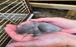 Mini Lop rabbits for sale: Stunning selection of mini lops ready for securing - Image 9