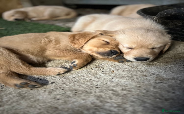 Golden Retriever dogs - Advert 12