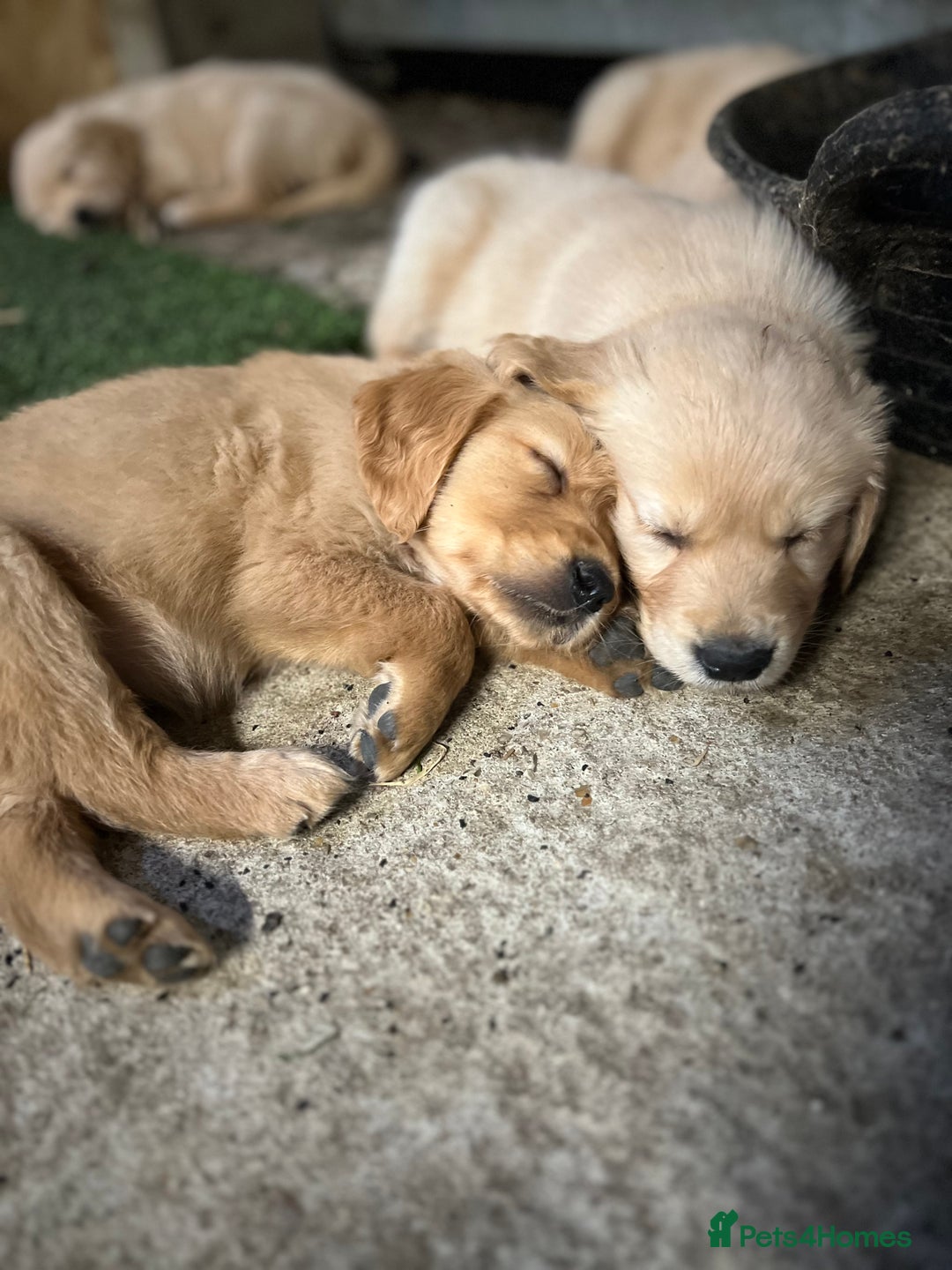 Golden Retriever dogs for sale: Last golden retriever pup available now  - Image 1