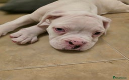 Boxer dogs for sale: Stunning male boxer puppies  - Image 15