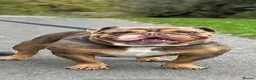 English Bulldog dogs for sale: 🌟 Quality English Bulldog Puppies ⭐️  - Advert 23