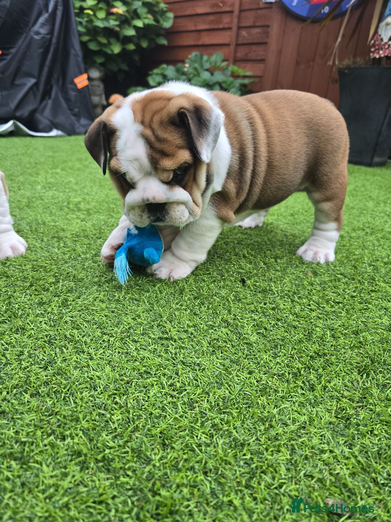 English Bulldog dogs 🐾 Ready next week red/white bulldog pups 🐶 - Advert 2