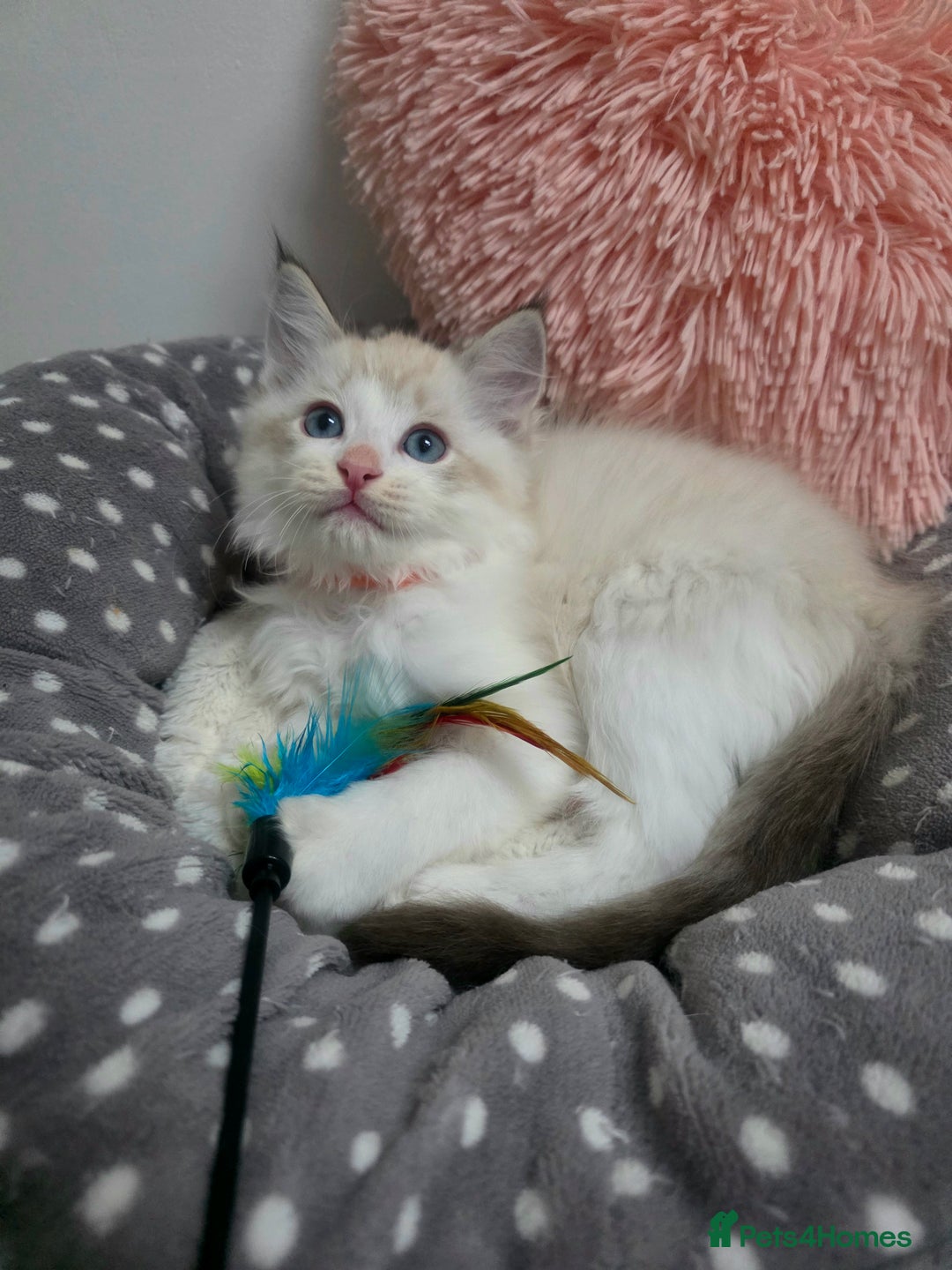 Ragdoll cats for sale: Beautiful GCCF Registered kittens - Advert 12